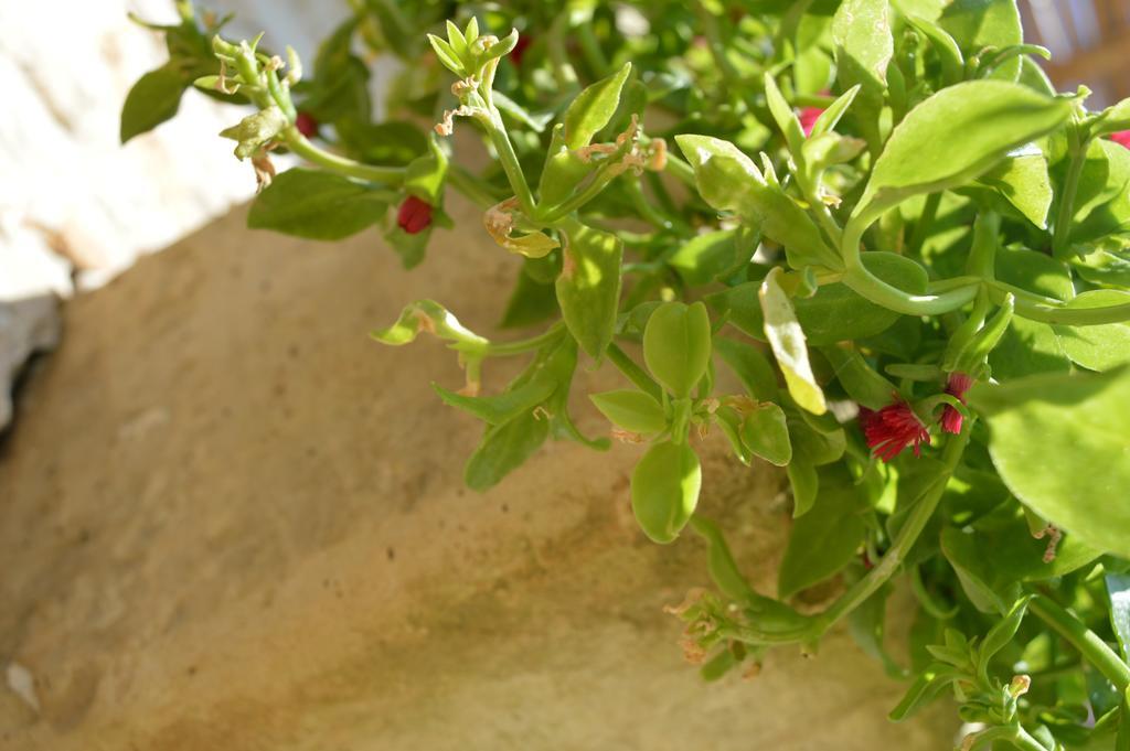 Villa Agriturismo Casa Del Peperoncino Otranto Exterior foto